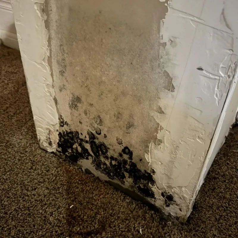 Professional Mold Removal in Baxter, IA